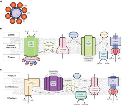 Engineering Photosynthetic Bioprocesses for Sustainable Chemical Production: A Review